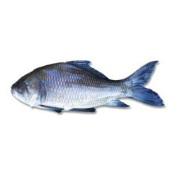 Catla(Katla) katol Fish