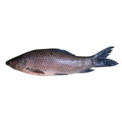 KaliBaush Fish